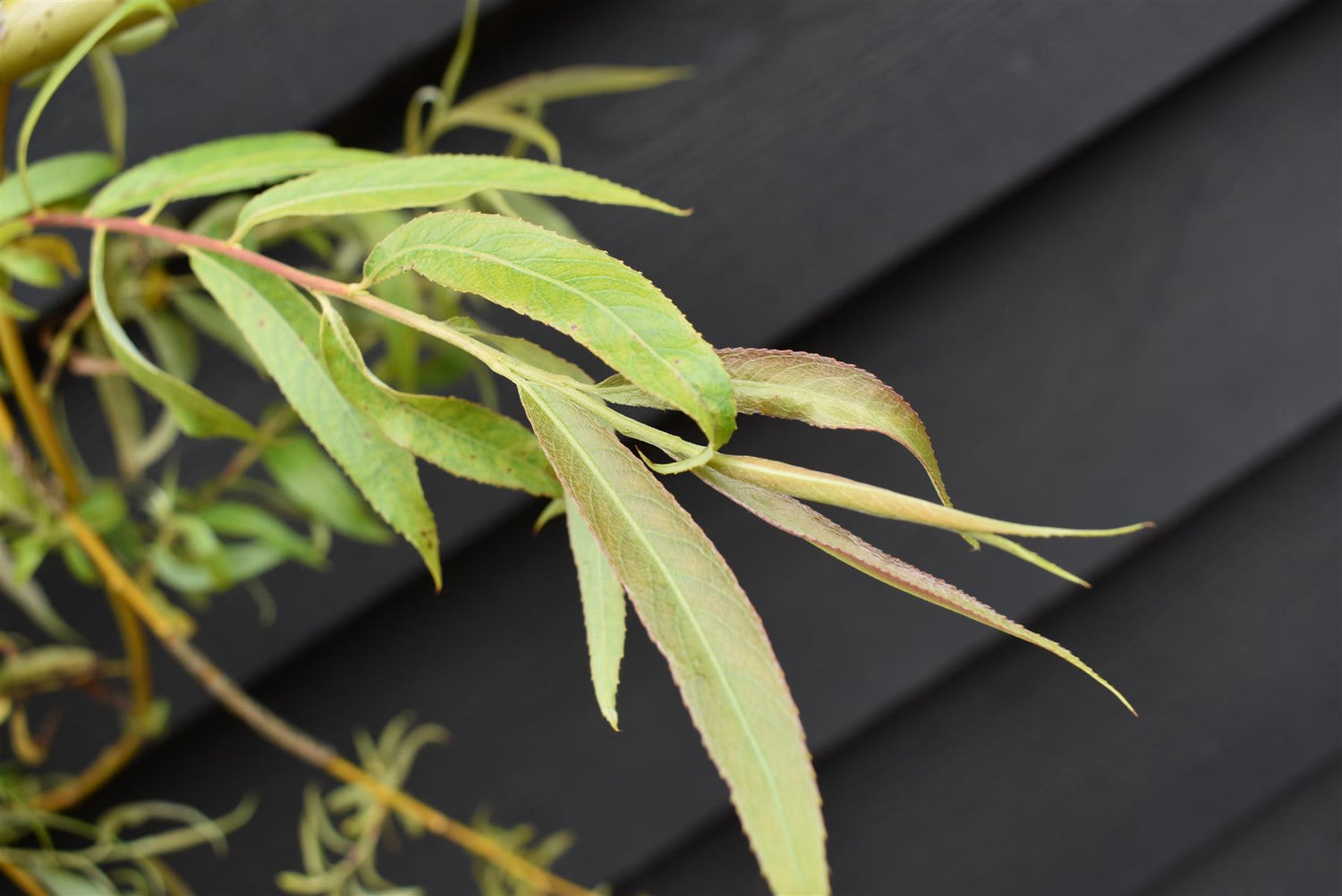 Salix Chrysocoma | Golden Weeping Willow - Height 175-200cm, 10lt