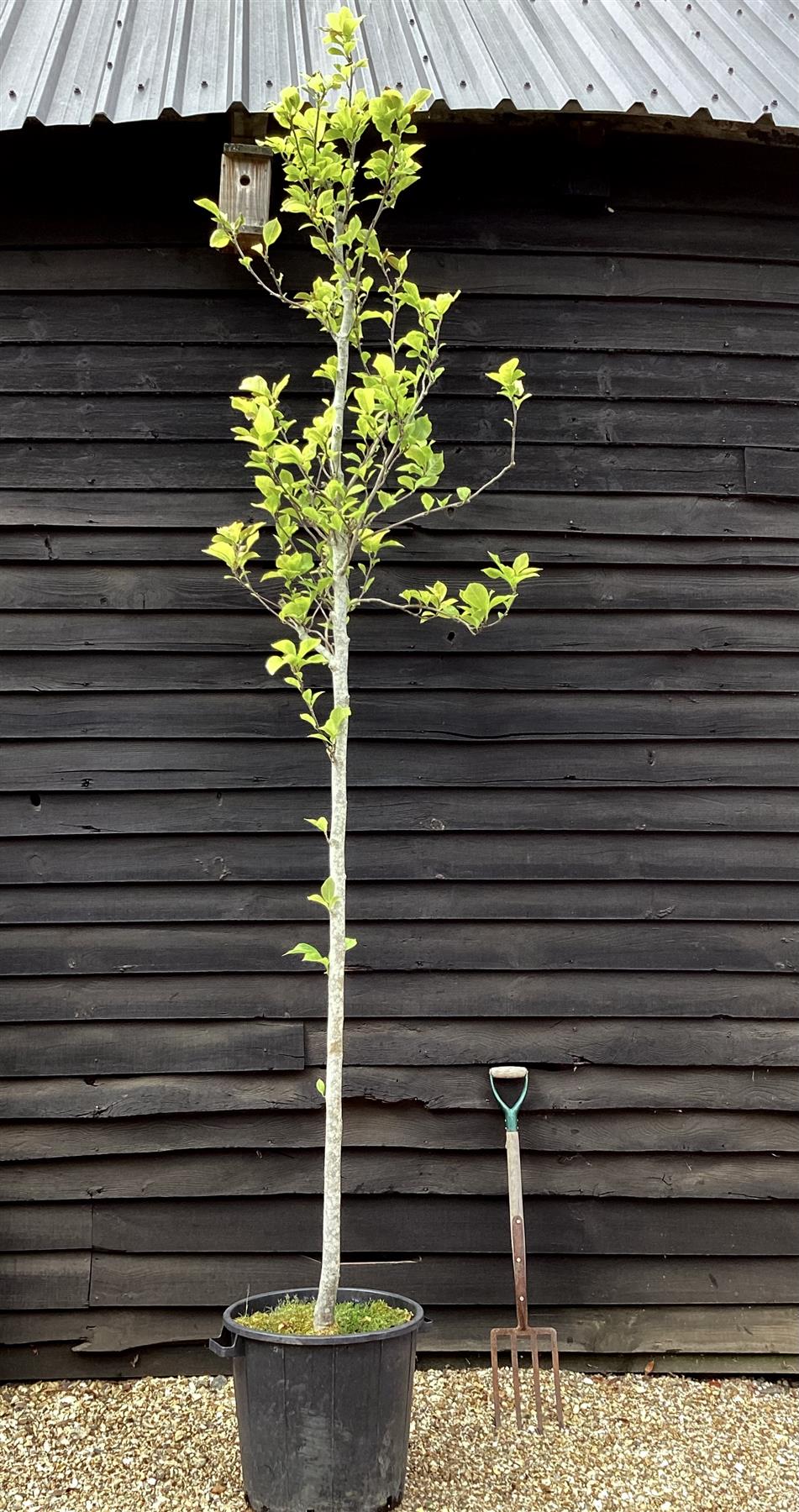 Magnolia Susannah Van Veen - 200-300cm, 70lt