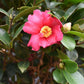 Camellia sasanqua - Pink Winter flowering - Cleopatra - Clear Stem 100cm -  Height 190cm - 35-40lt