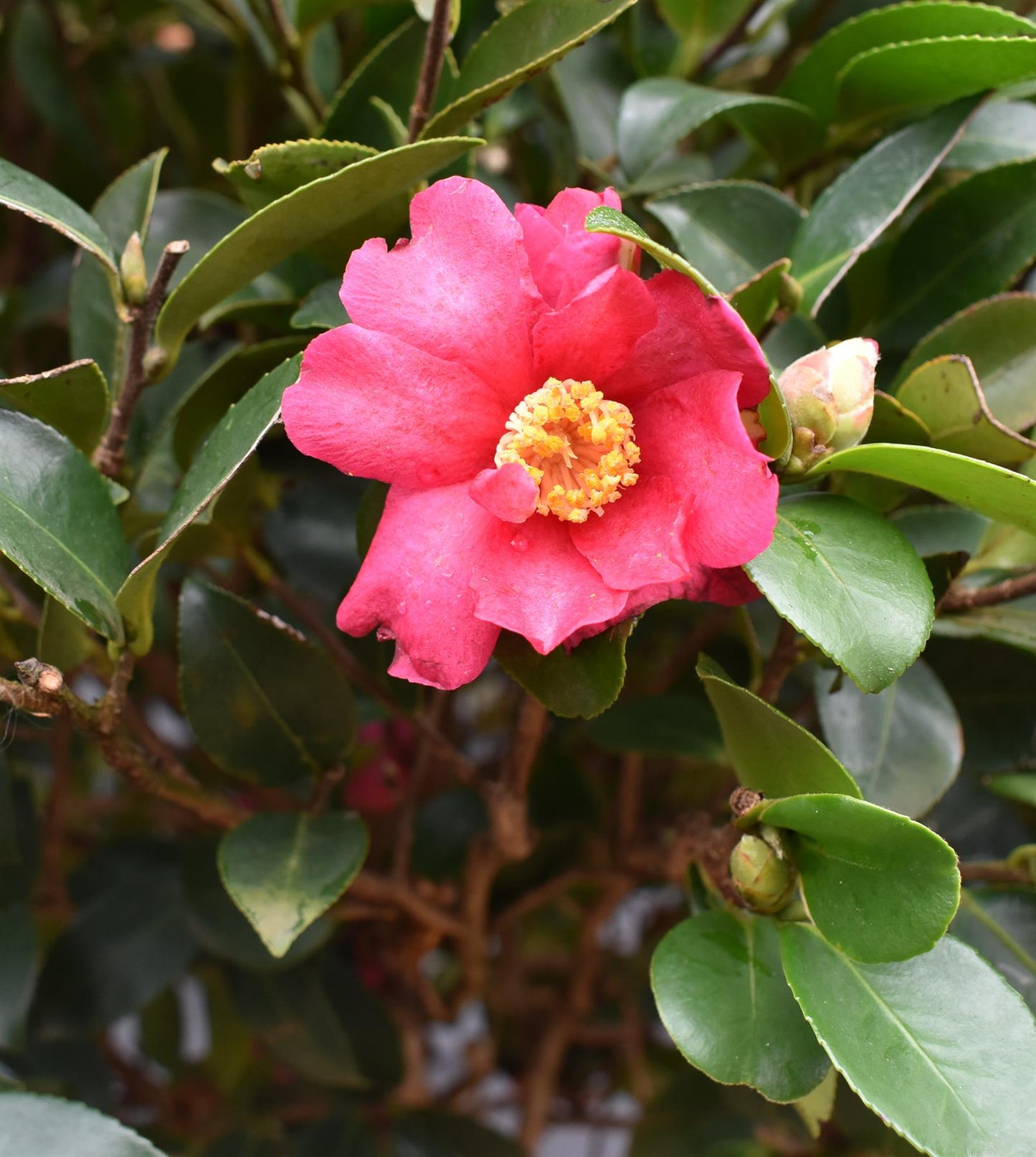 Camellia sasanqua - Pink Winter flowering - Cleopatra - Clear Stem 100cm -  Height 190cm - 35-40lt