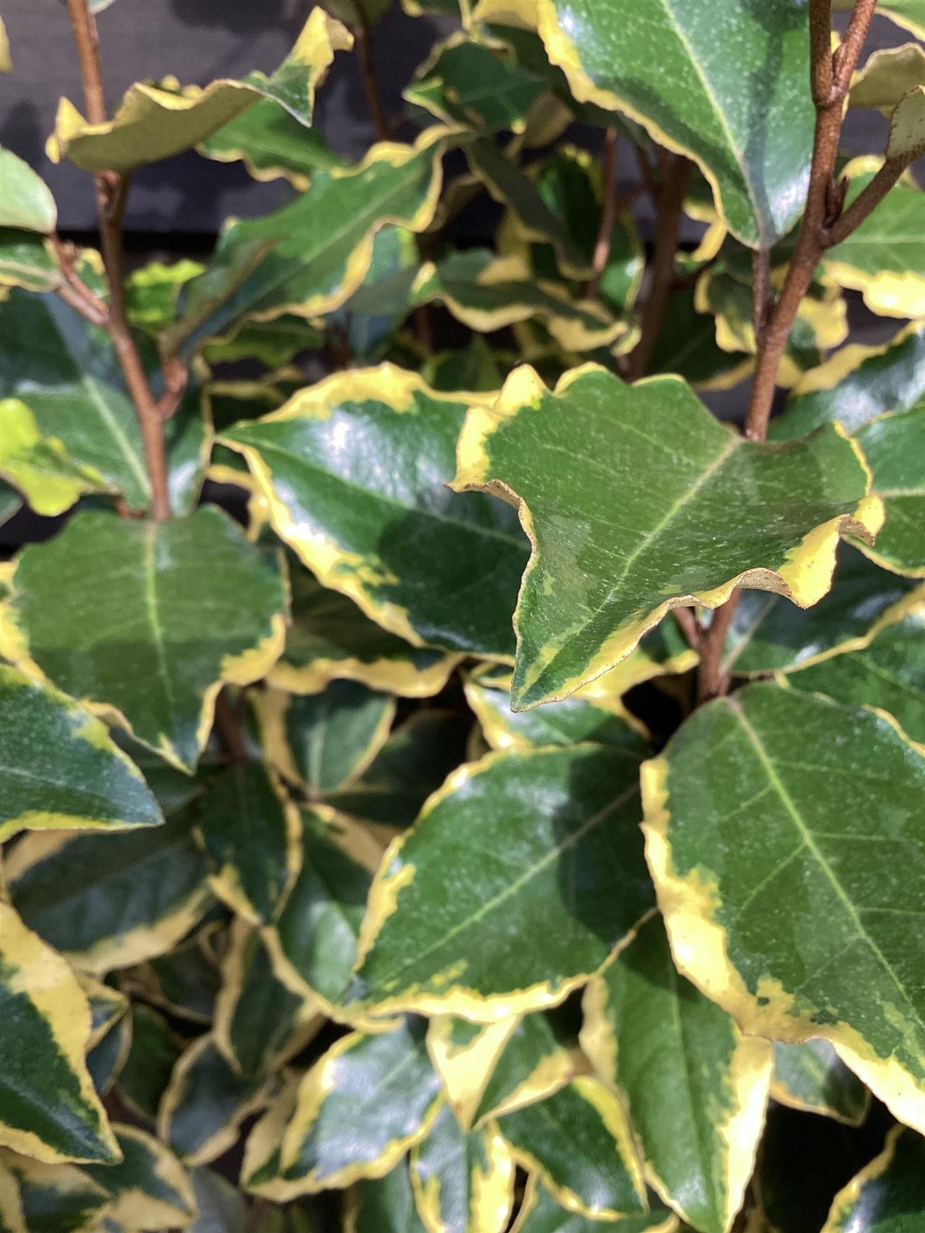 Elaeagnus x submacrophylla 'Viveleg' | Oleaster 'Viveleg' - 10lt