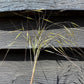 Stipa gigantea | Giant Feather Grass 30-60cm - 3lt