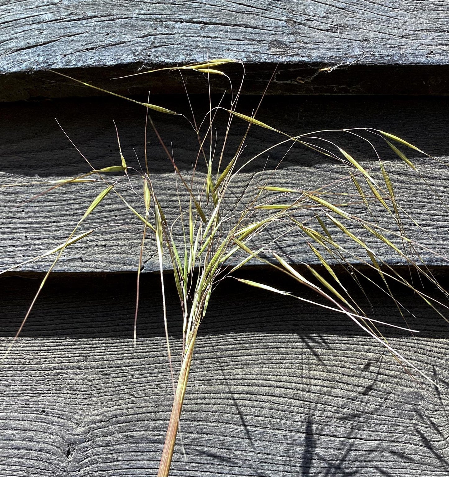 Stipa gigantea | Giant Feather Grass 30-60cm - 3lt