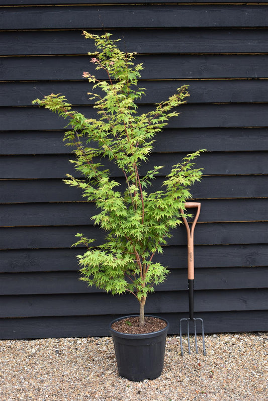Acer palmatum 'Sango-kaku' | Red Bark Maple - 130-140cm - 20lt