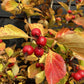 Crataegus Persimilis 'Prunifolia' | Broad-leaved Cockspur Thorn - Clear Stem - Standard - Girth 8-10cm - Height 370-400cm - 70lt