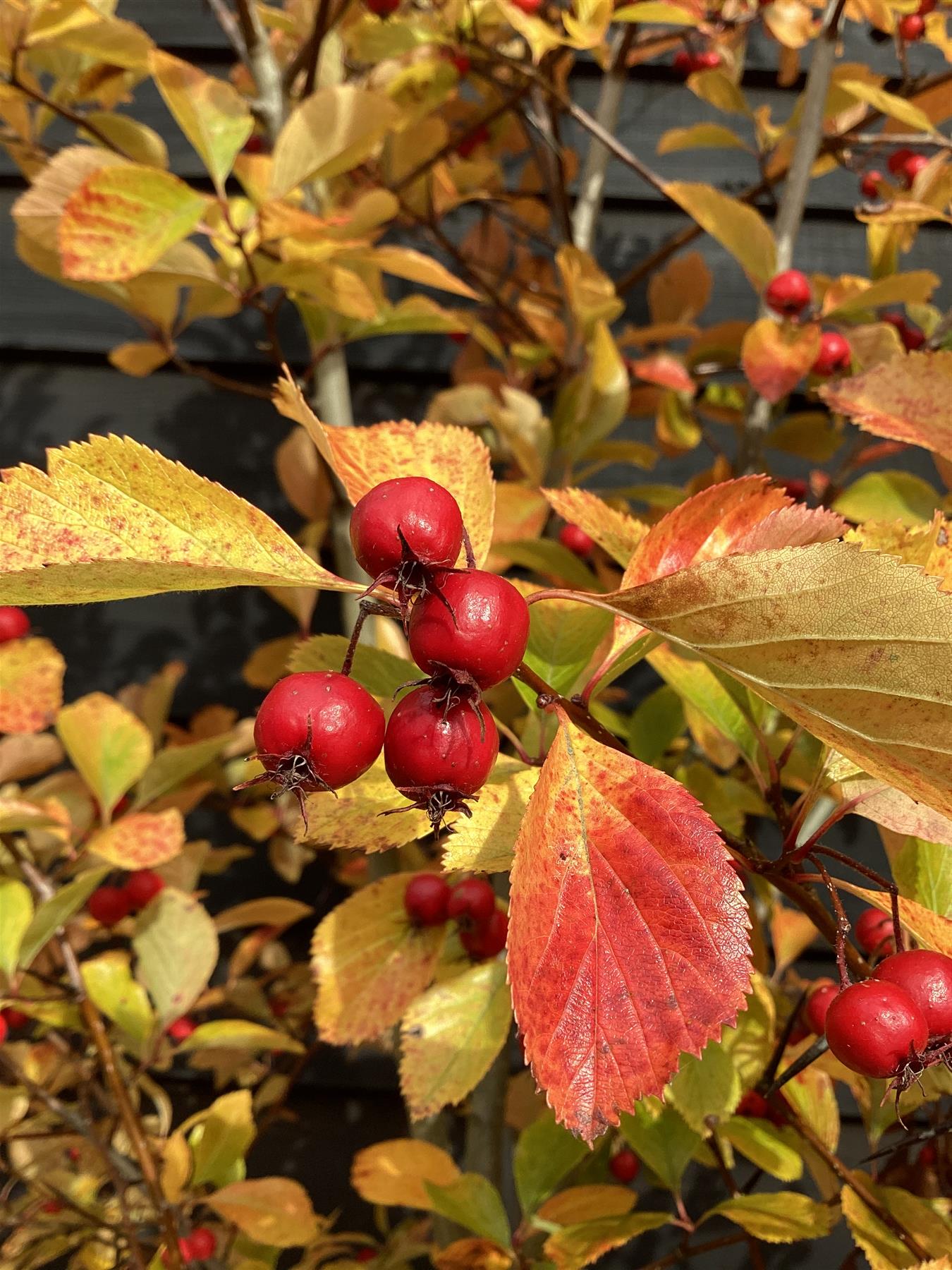 Crataegus Persimilis 'Prunifolia' | Broad-leaved Cockspur Thorn - Clear Stem - Standard - Girth 8-10cm - Height 370-400cm - 70lt