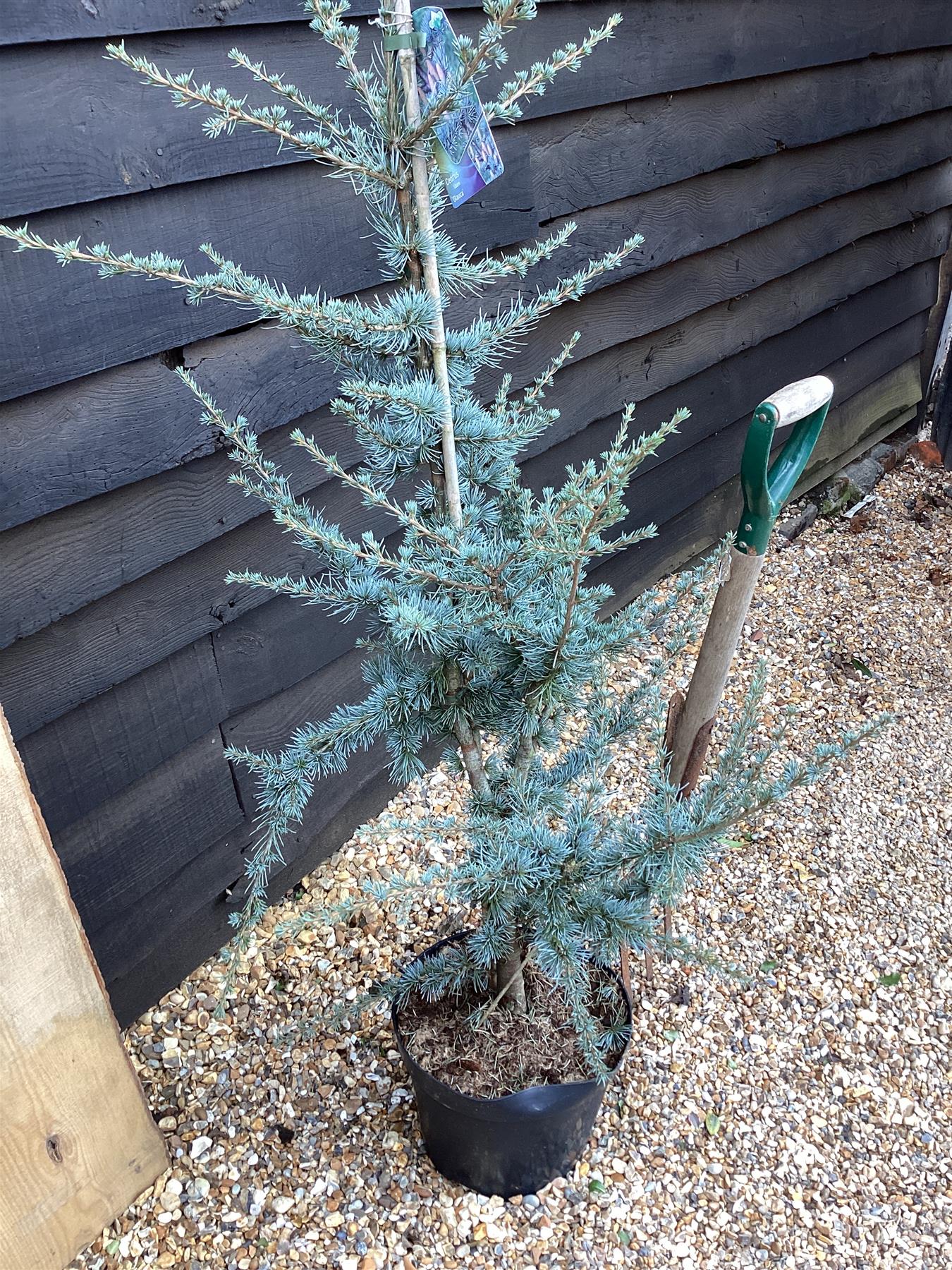 Cedrus atlantica Glauca | Blue Atlas Cedar - 155-180cm - 20lt