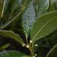 Laurus Nobilis Clear Stem (95cm)| Bay laurel tree - Height 140-145cm - 18lt