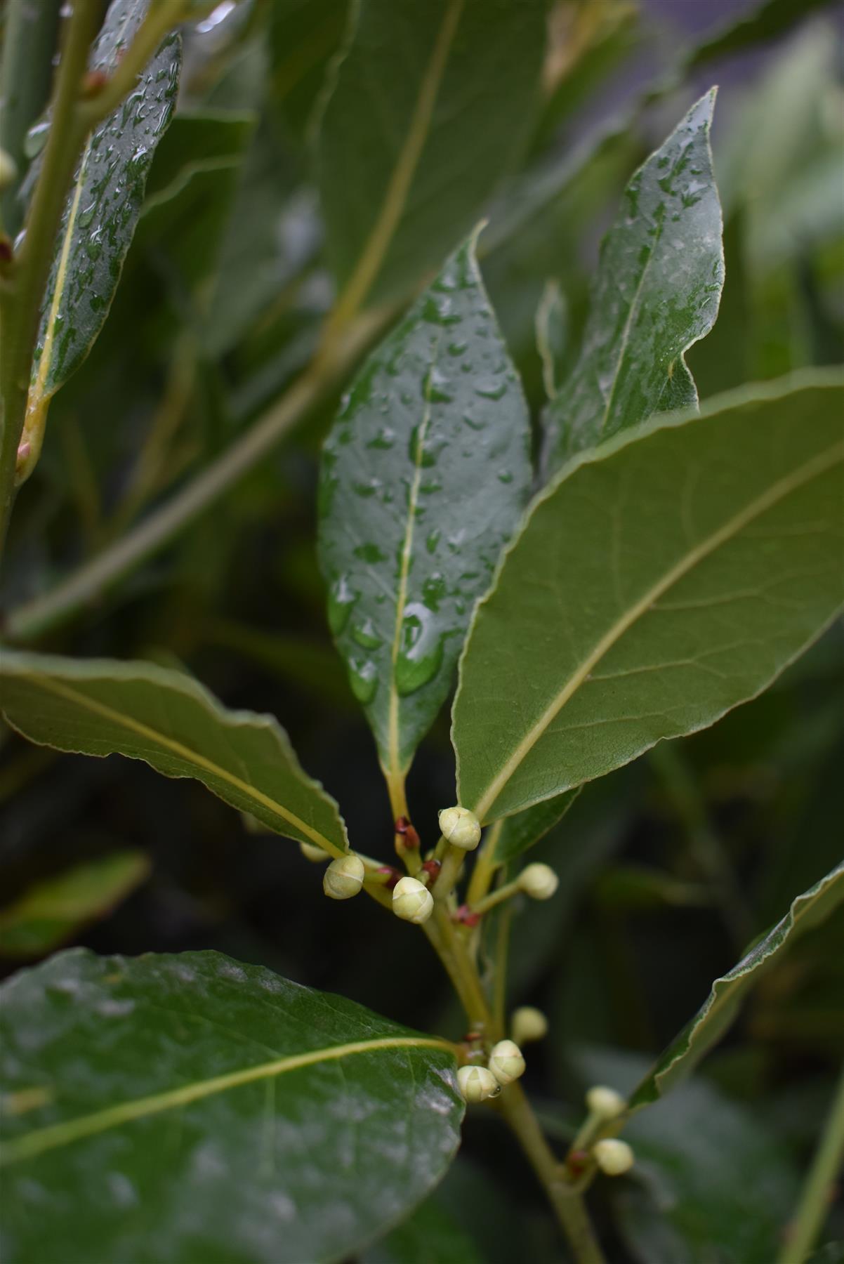 Laurus Nobilis Clear Stem (95cm)| Bay laurel tree - Height 140-145cm - 18lt