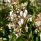 Pieris 'Forest Flame' - Shrub - Height 30-40cm - Width 40cm - 7lt