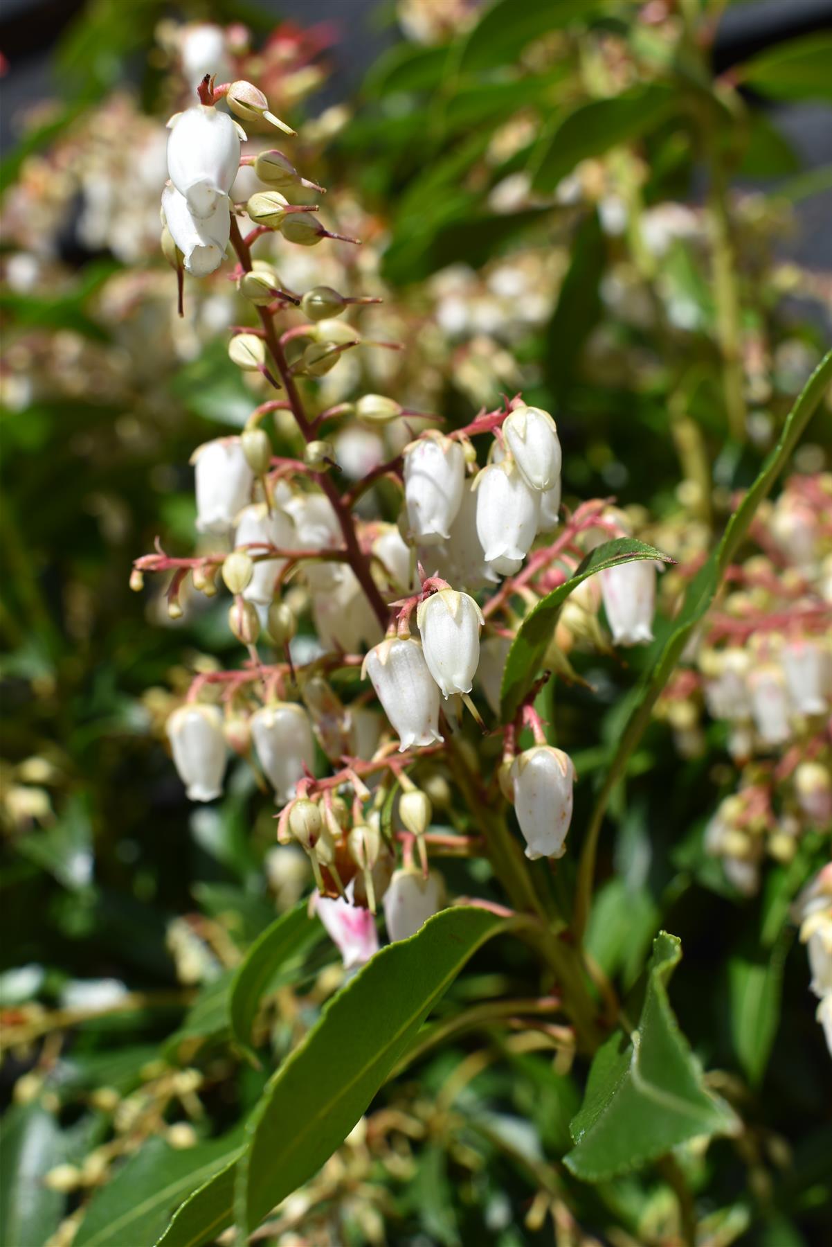 Pieris 'Forest Flame' - Shrub - Height 30-40cm - Width 40cm - 7lt