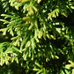 Thuja Emerald - 120-140cm, 30lt