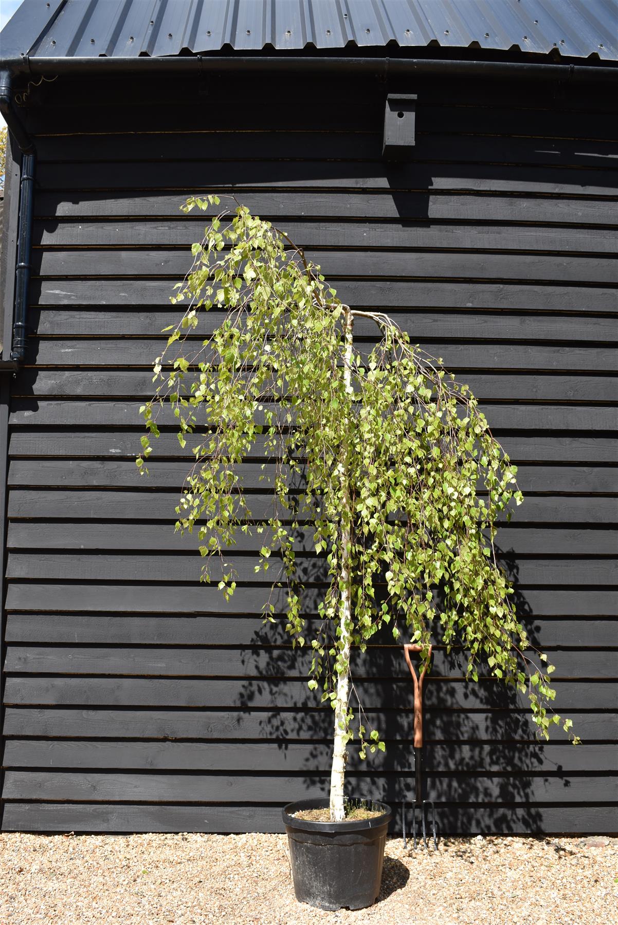 Betula pendula Youngii | Young’s Weeping Birch - 210-240cm, 45lt