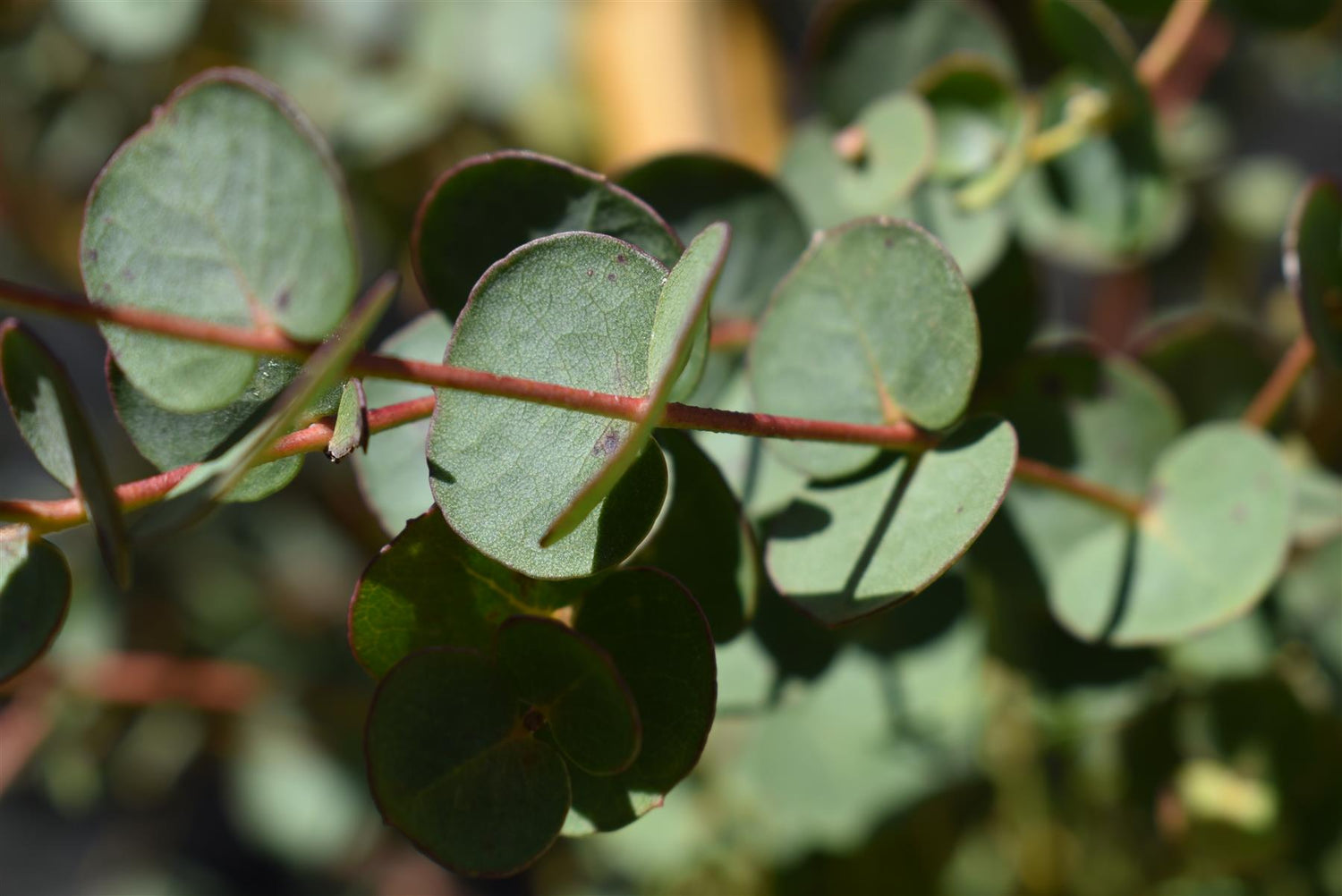 Eucalyptus Gunni Silverana | Cider Gum Tree - 180-220cm, 20lt