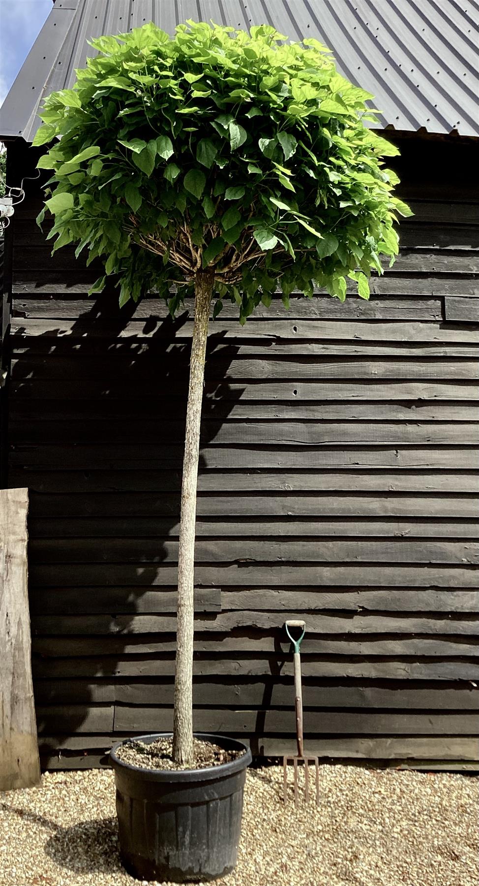 Catalpa Bungei | Indian bean tree - Girth 20cm - 350-360cm - 130cm