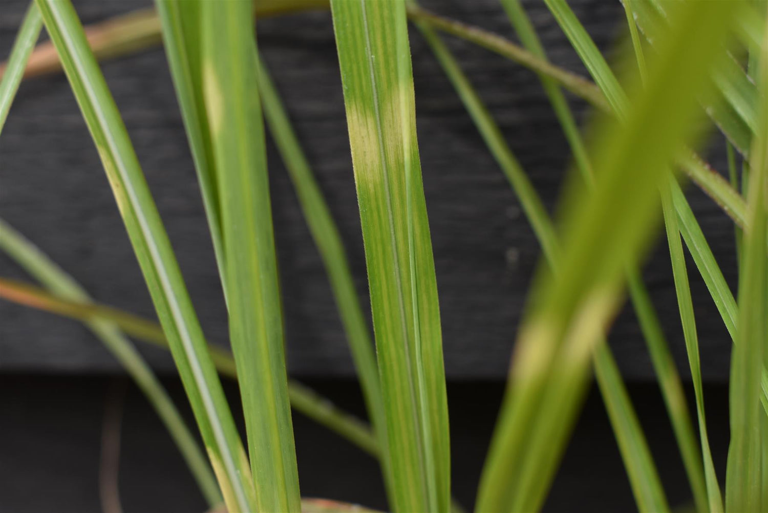 Miscanthus sinensis | Ornamental grass 'Little Zebra' - 5lt