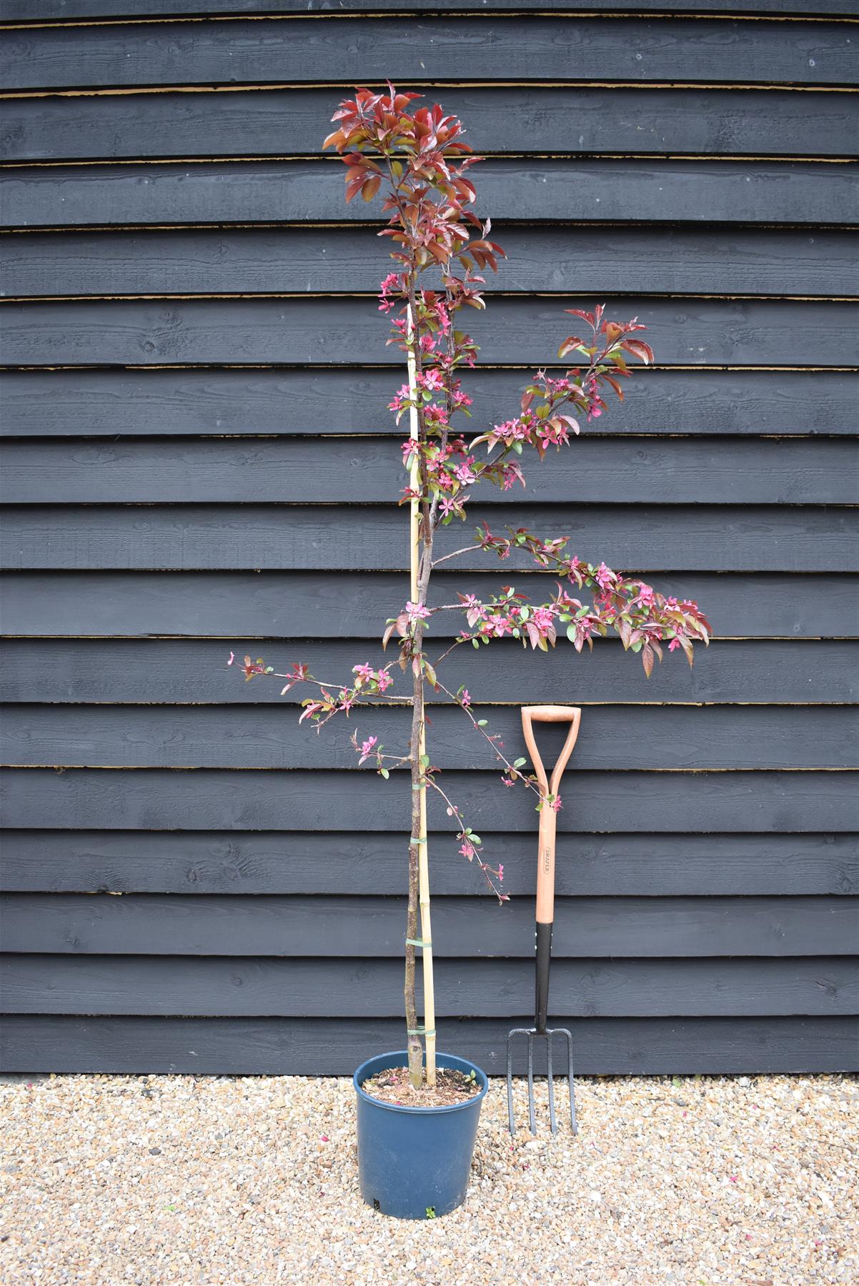 Malus Direktoer Moerland | Improved Profusion Crab Apple Tree, Clear Stem - 200-250cm, 10lt