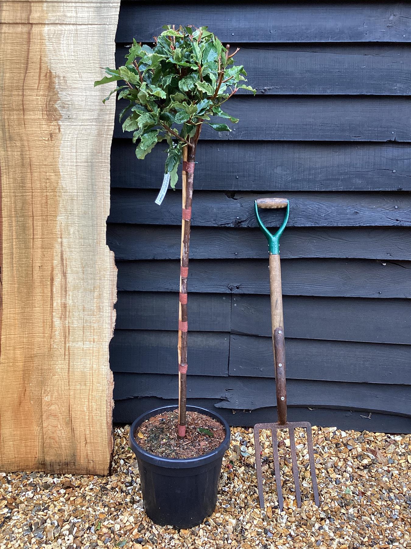 Photinia serratifolia Pink Crispy | Chinese Hawthorn ‘Pink Crispy’ - Half Standard - 170cm