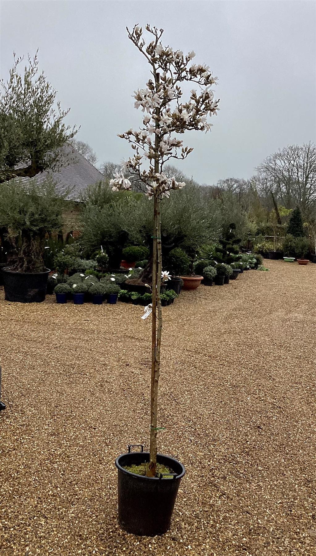 Magnolia Stellata - 100-150cm, 50lt