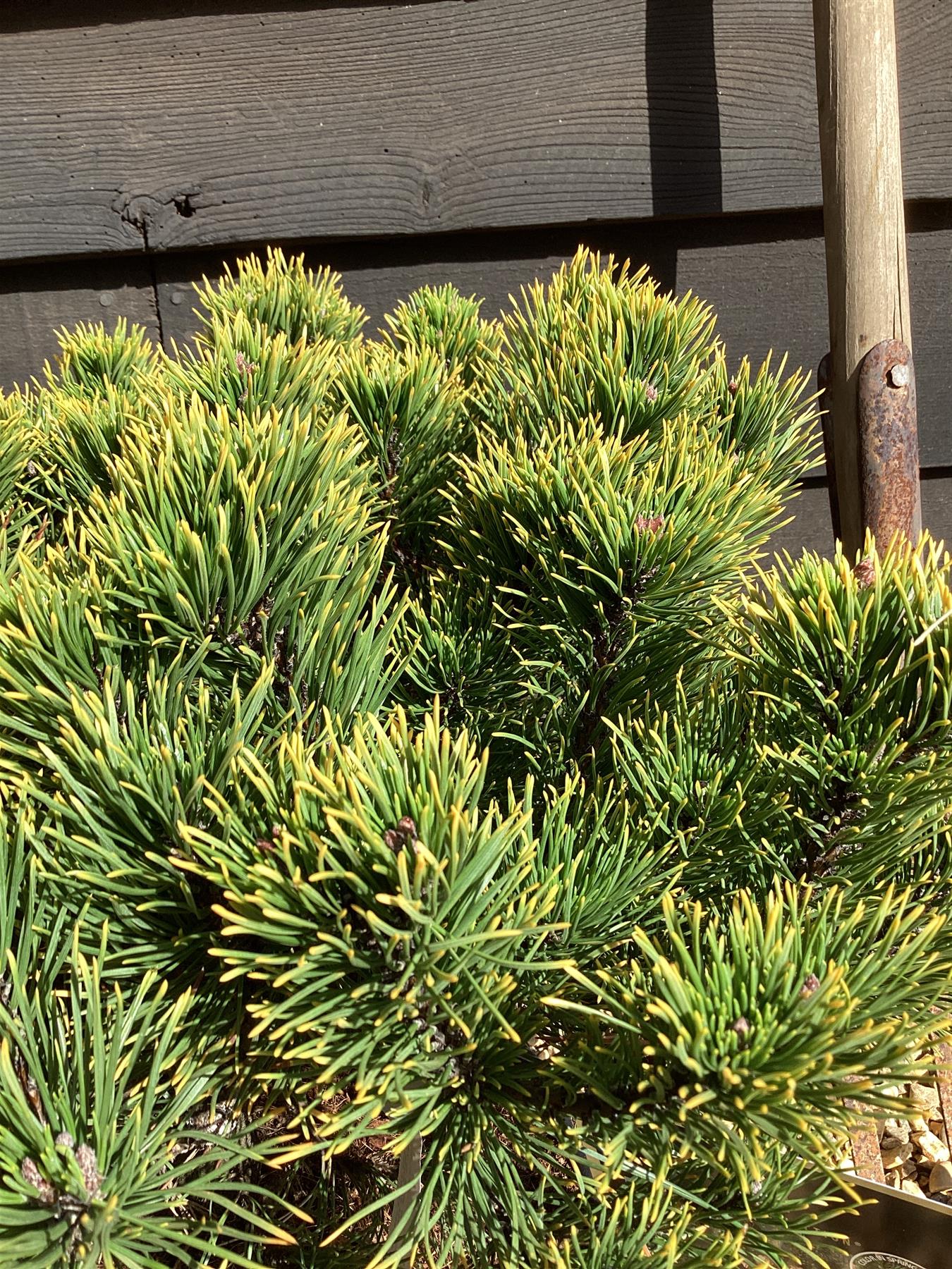 Pinus mugo 'Carsten's Wintergold' - 45-55cm, 10lt