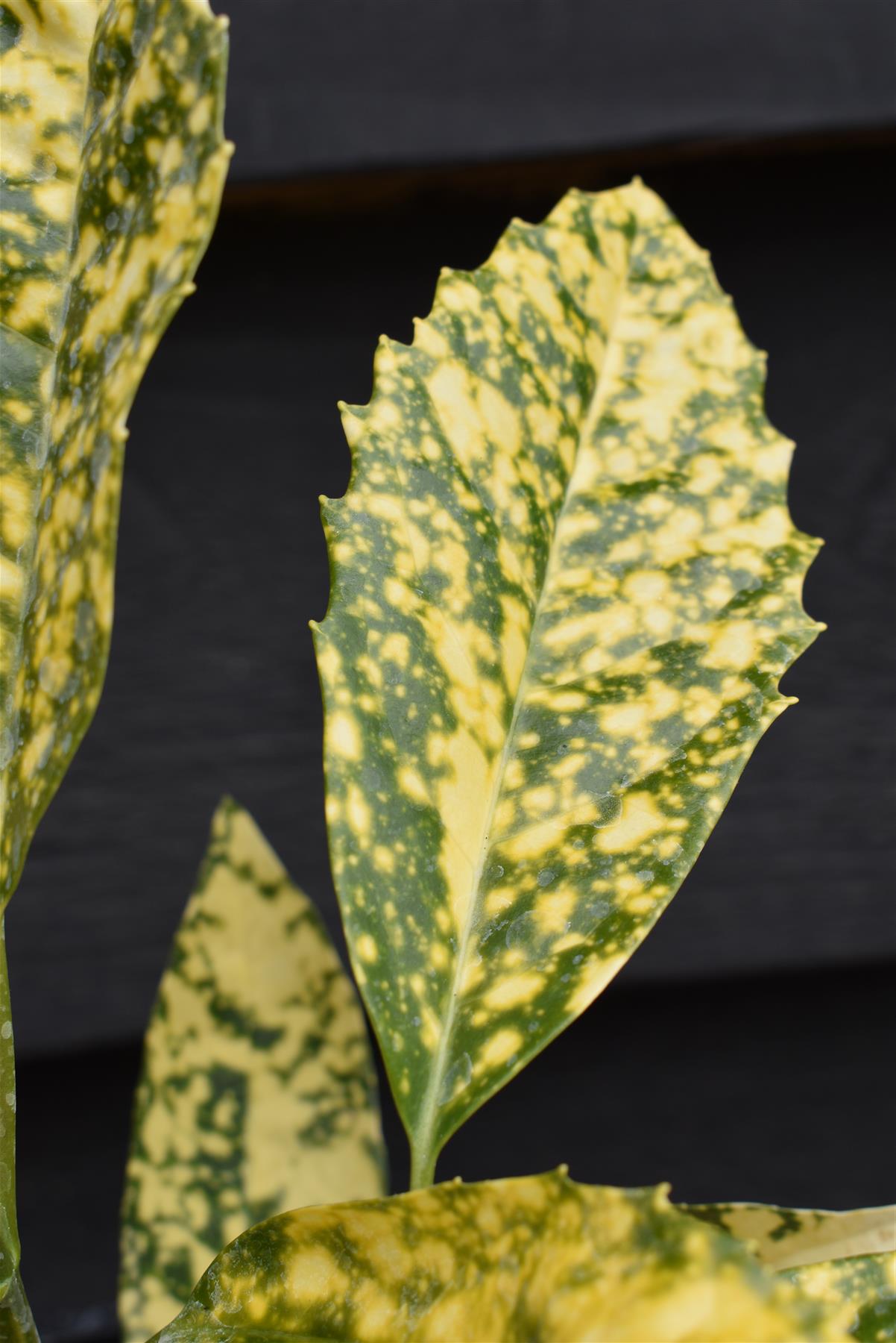 Aucuba japonica 'Marmorata' | Variegated Aucuba 20-35cm - 3lt