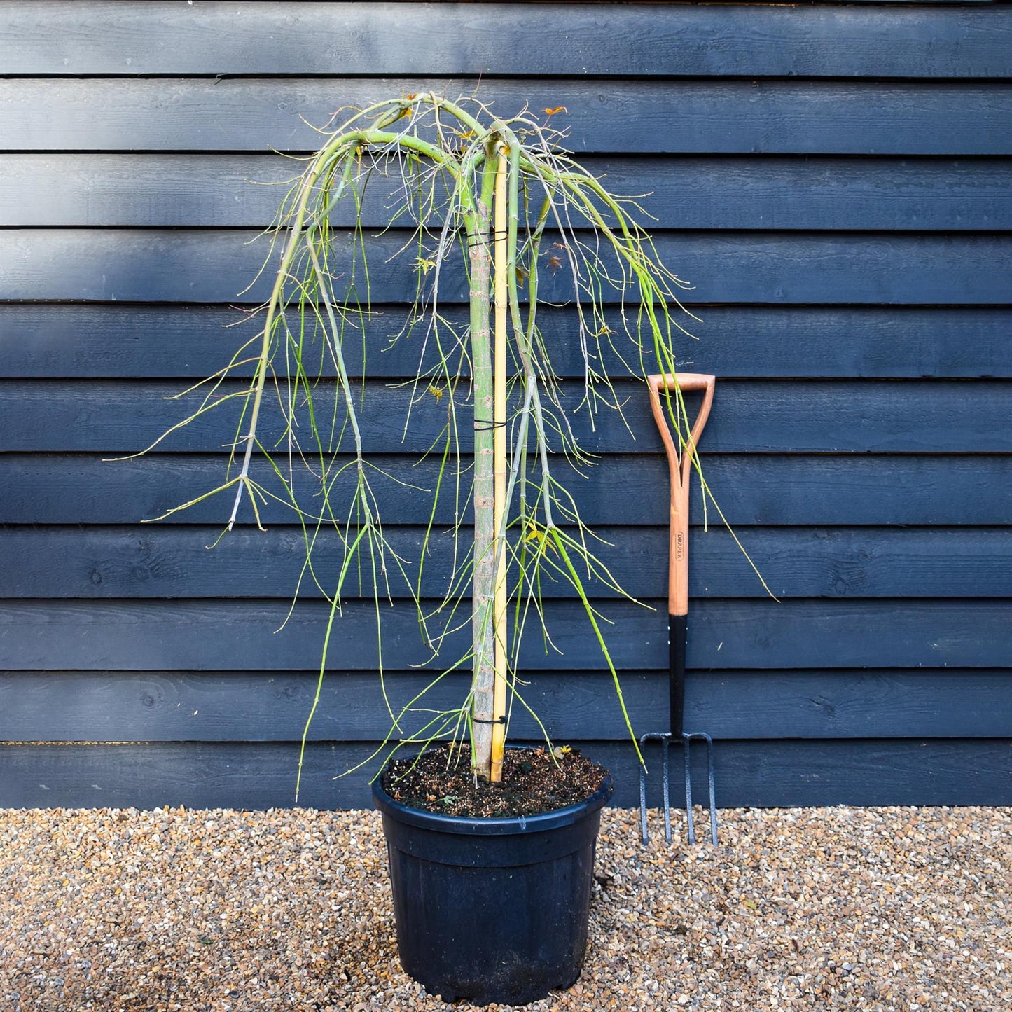 Japanese maple 'Ryusen' | Acer palmatum  - Clear Stem 90cm - Weeping - Height 160-180cm - 35lt