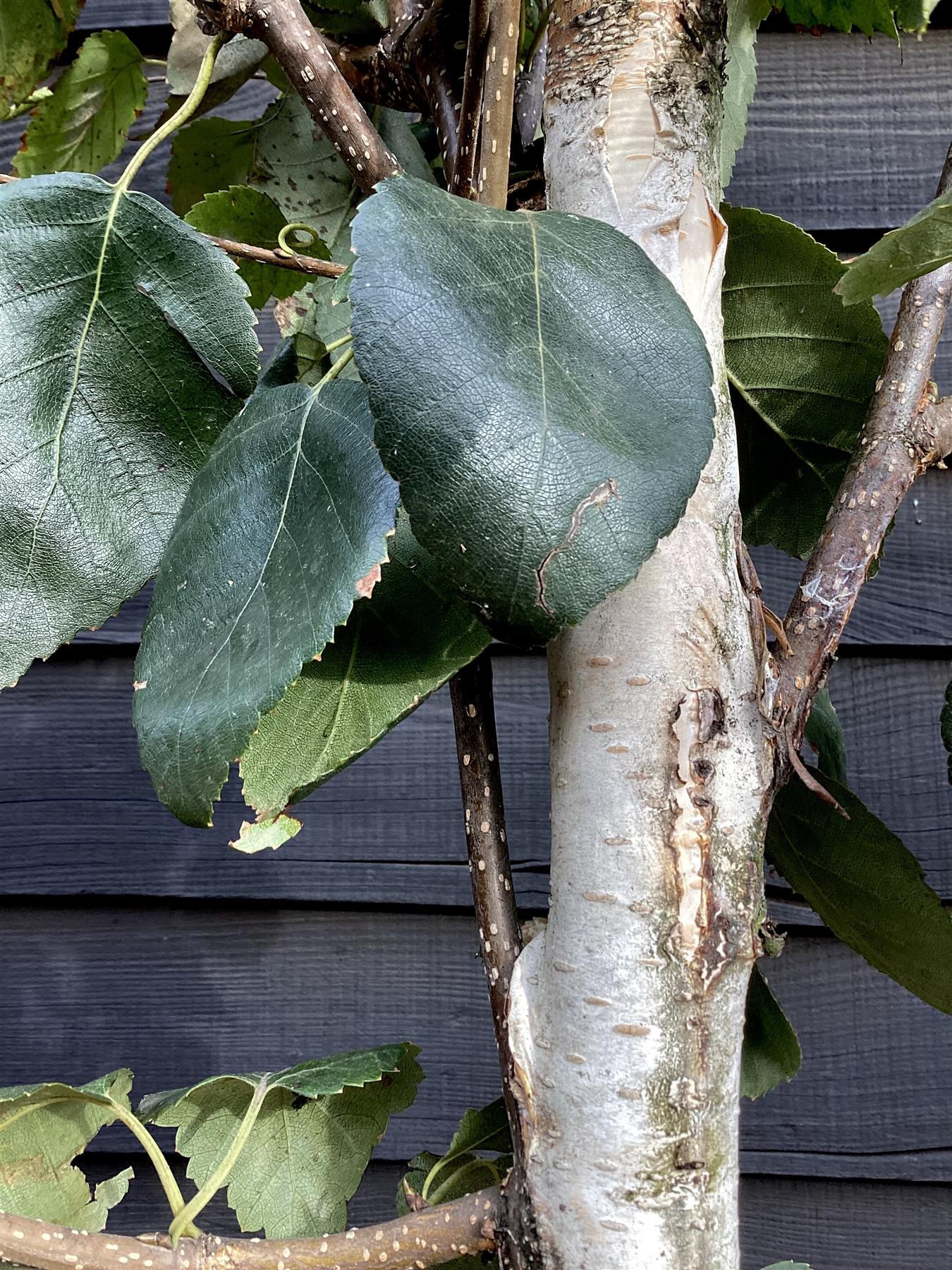 Betula utilis jaquemontii | Himalayan Birch, Kashmir Birch - Clear Stem - Standard - Girth 10cm - Height 400cm - 55lt