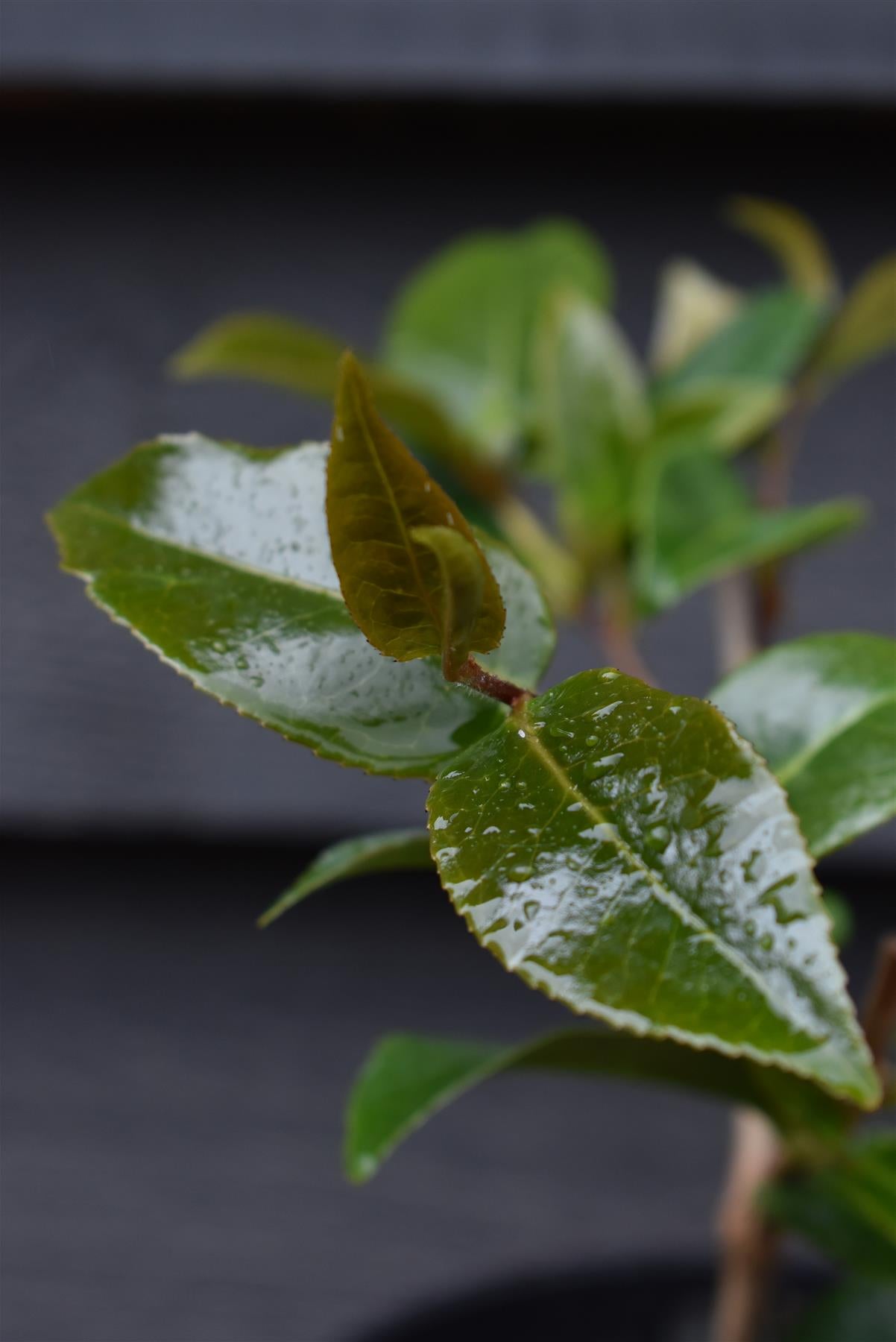 Camellia x williamsii Debbie - Shrub - 3lt