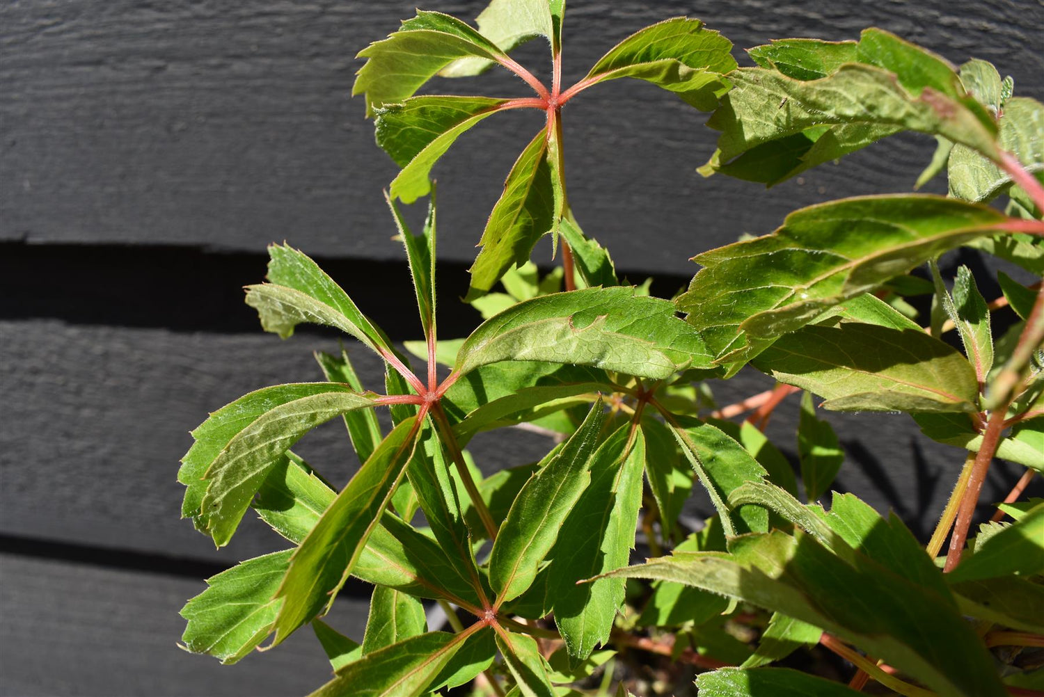 Parthenocissus quinquefolia | American Ivy | Virginia Creeper- Height 90-100cm - 5lt