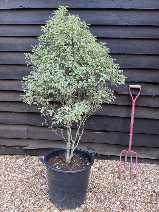 Pittosporum variegatum - 120cm - 35lt