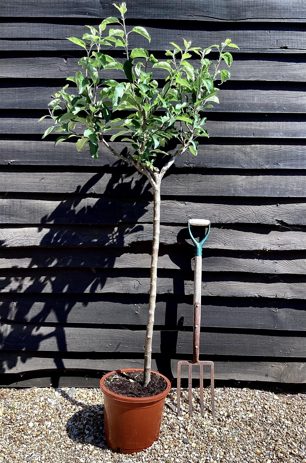 Apple tree 'Golden Delicious' | Malus Domestica - 170-180cm - 30lt