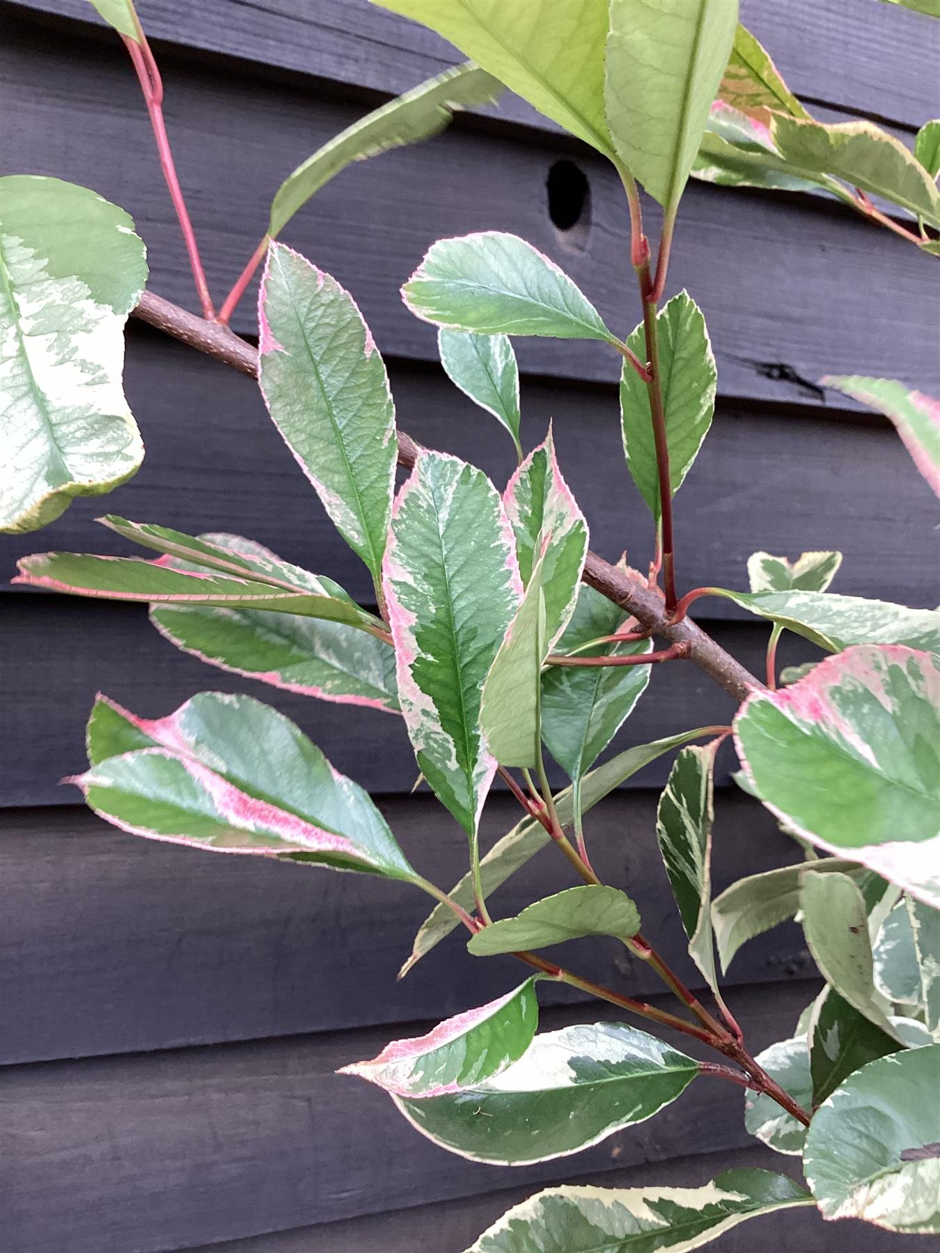 Photinia Louise | Christmas berry 'Louise' 1/2 std Clear Stem - Height - 170-190cm, 20lt