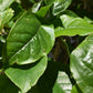 Magnolia Susan - Bush - 200-220cm - 35lt