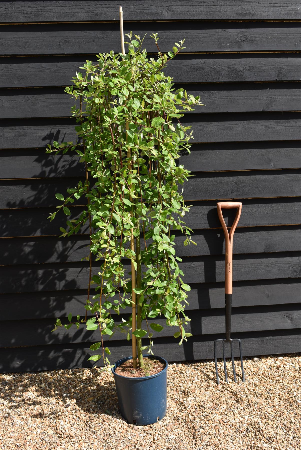 Salix caprea Pendula | Weeping Pussy Willow - 120-150cm - 12lt