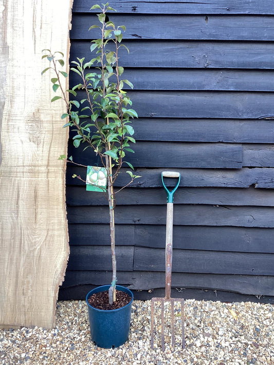 Pear 'Beth' | Pyrus communis - Height 120-150cm - 20lt