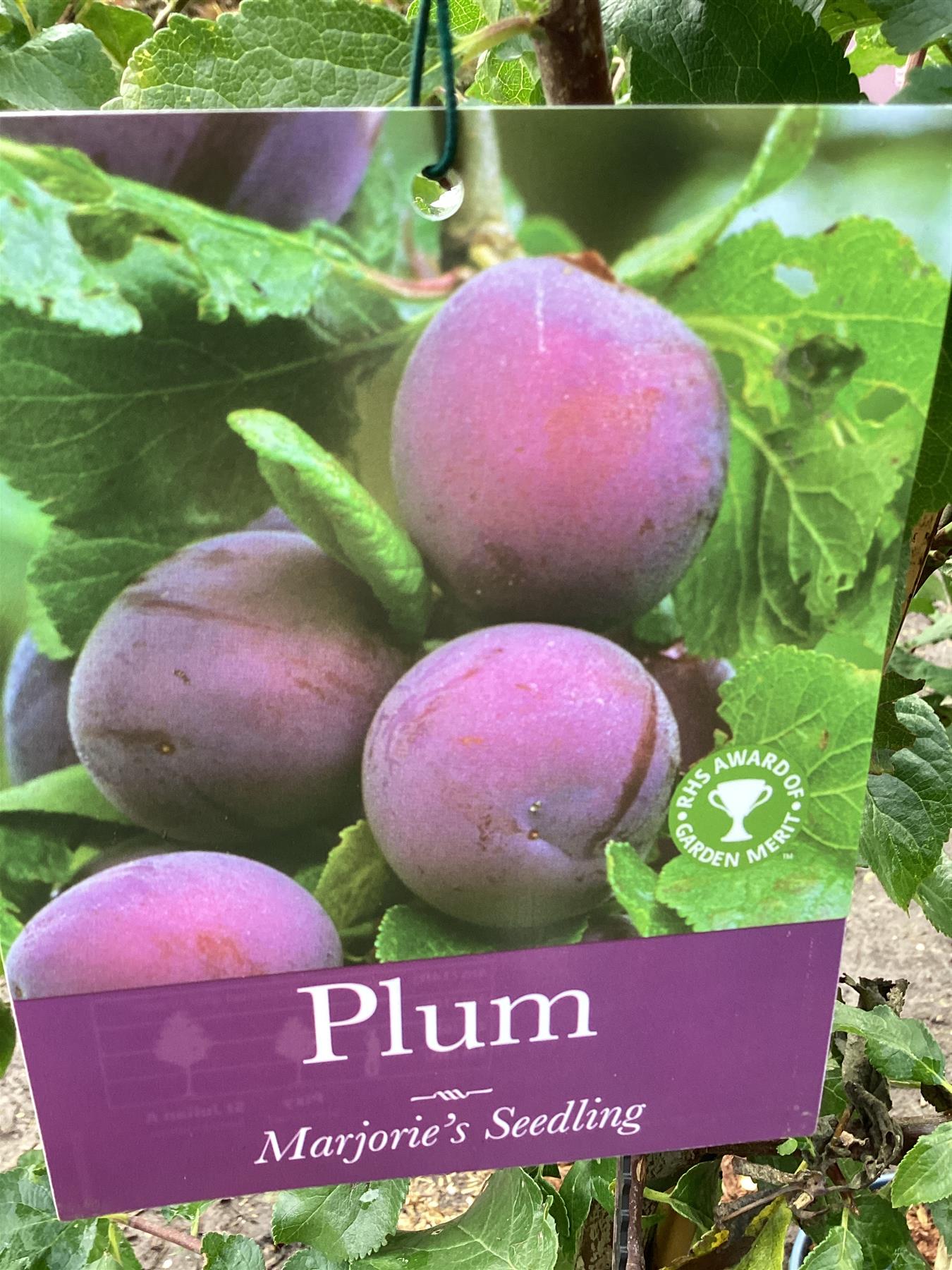 Plum 'Marjorie's Seedling' on St. Julian - Moderately vigorous | Prunus domestica - 130-160cm - 12lt