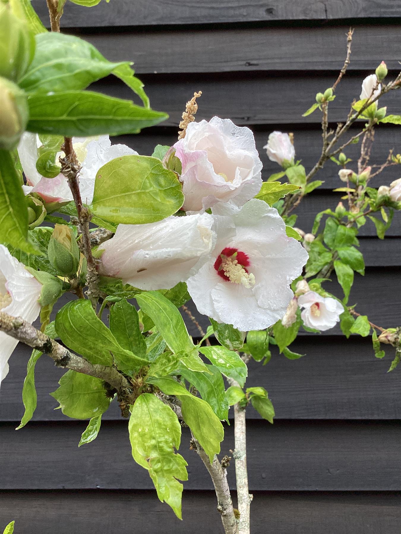 Hibiscus Red Heart | Rose of Sharon 'Red Heart' - 190/220cm, 20lt