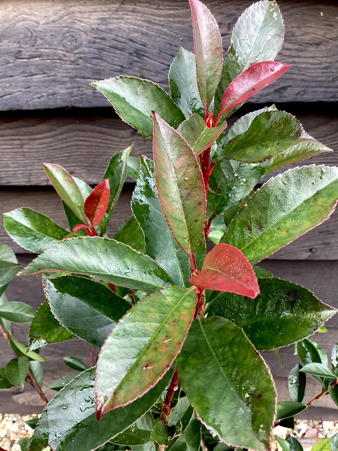 Photinia Red Robin - Compacta - Bush - Shrub - Height 50-90cm - 5lt