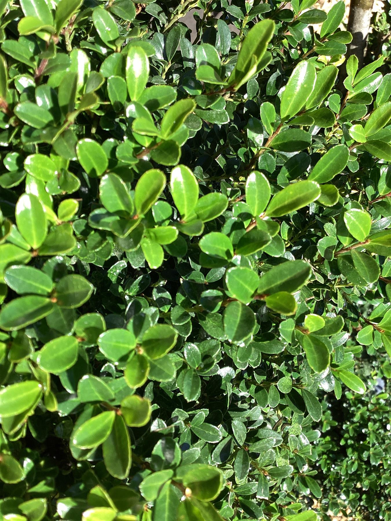 Ilex crenata 'Kinme' | Japanese Holly 'Kinme' - Bowl - 130-140cm, 30lt