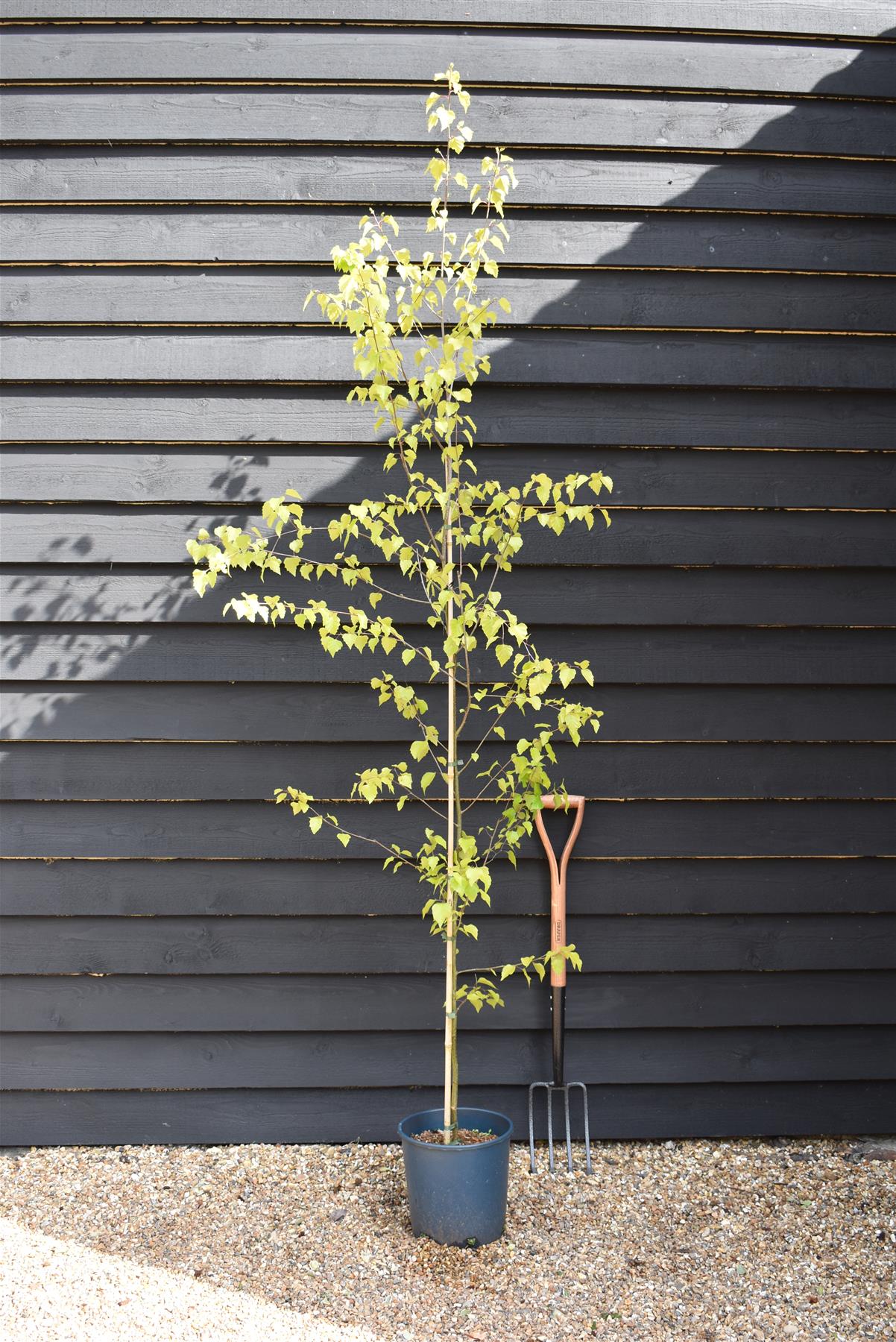 Betula pendula Golden Beauty | Golden Birch Tree  - 240-260cm, 10lt