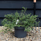 Juniperus communis 'Repanda' - Width 60-70cm - Height 20-25cm - 5lt