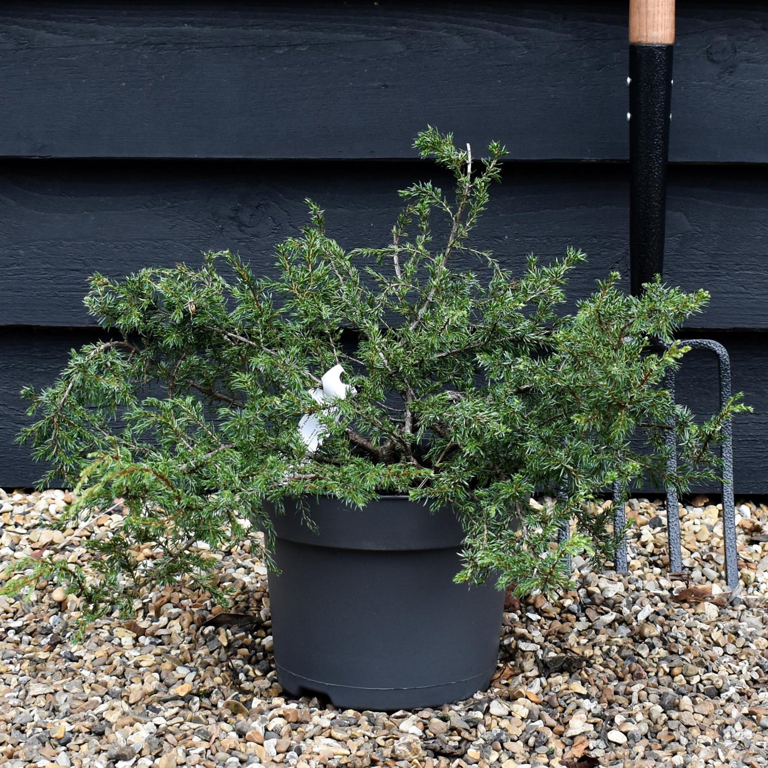 Juniperus communis 'Repanda' - Width 60-70cm - Height 20-25cm - 5lt