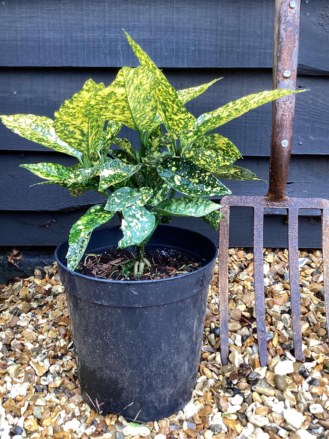 Aucuba japonica 'Mr Goldstrike' - 30-50cm, 5lt