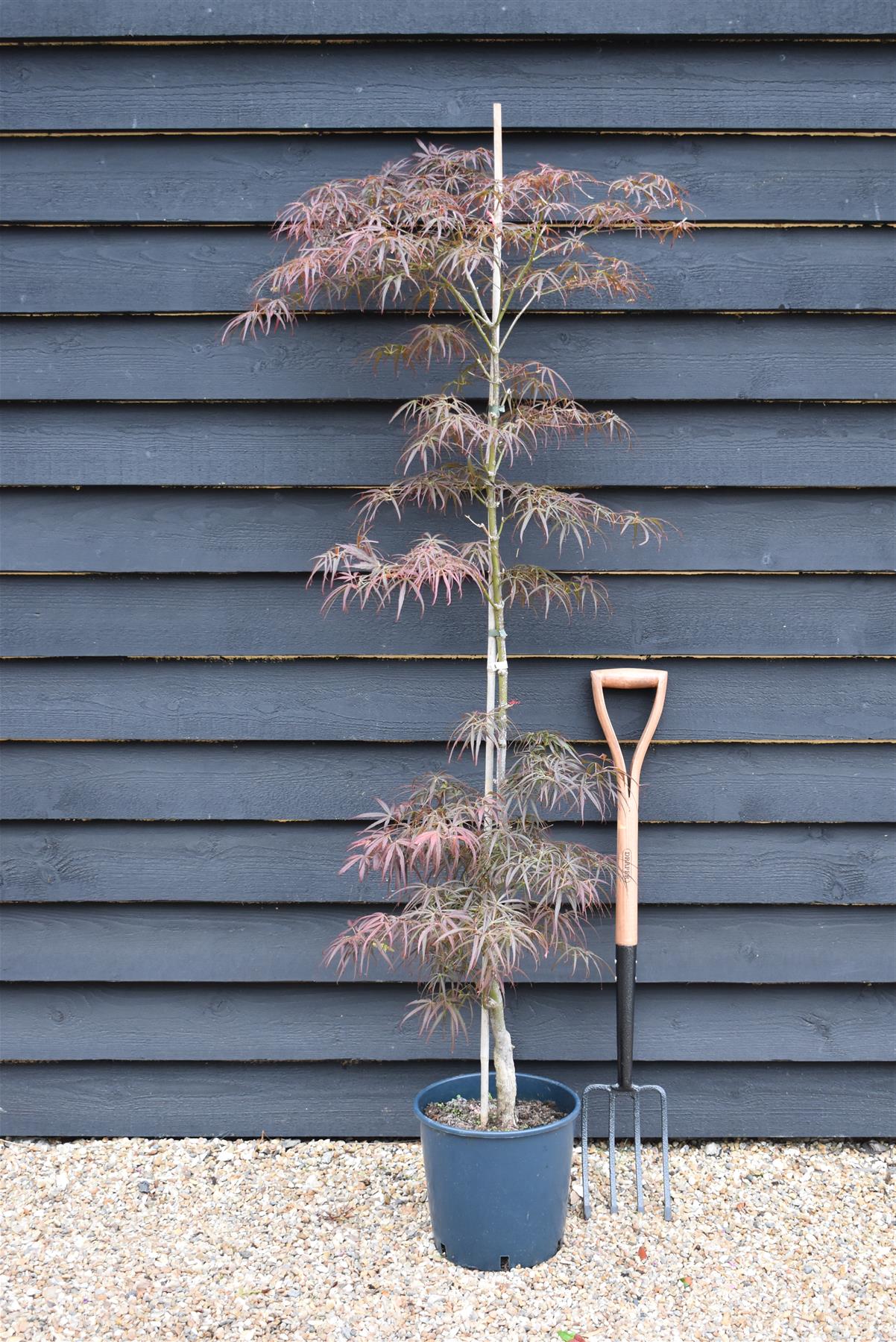 Acer palmatum 'Scolopendriifolium Atropurpureum' | Bamboo-Leaf Japanese Maple - 50-70cm, 10lt