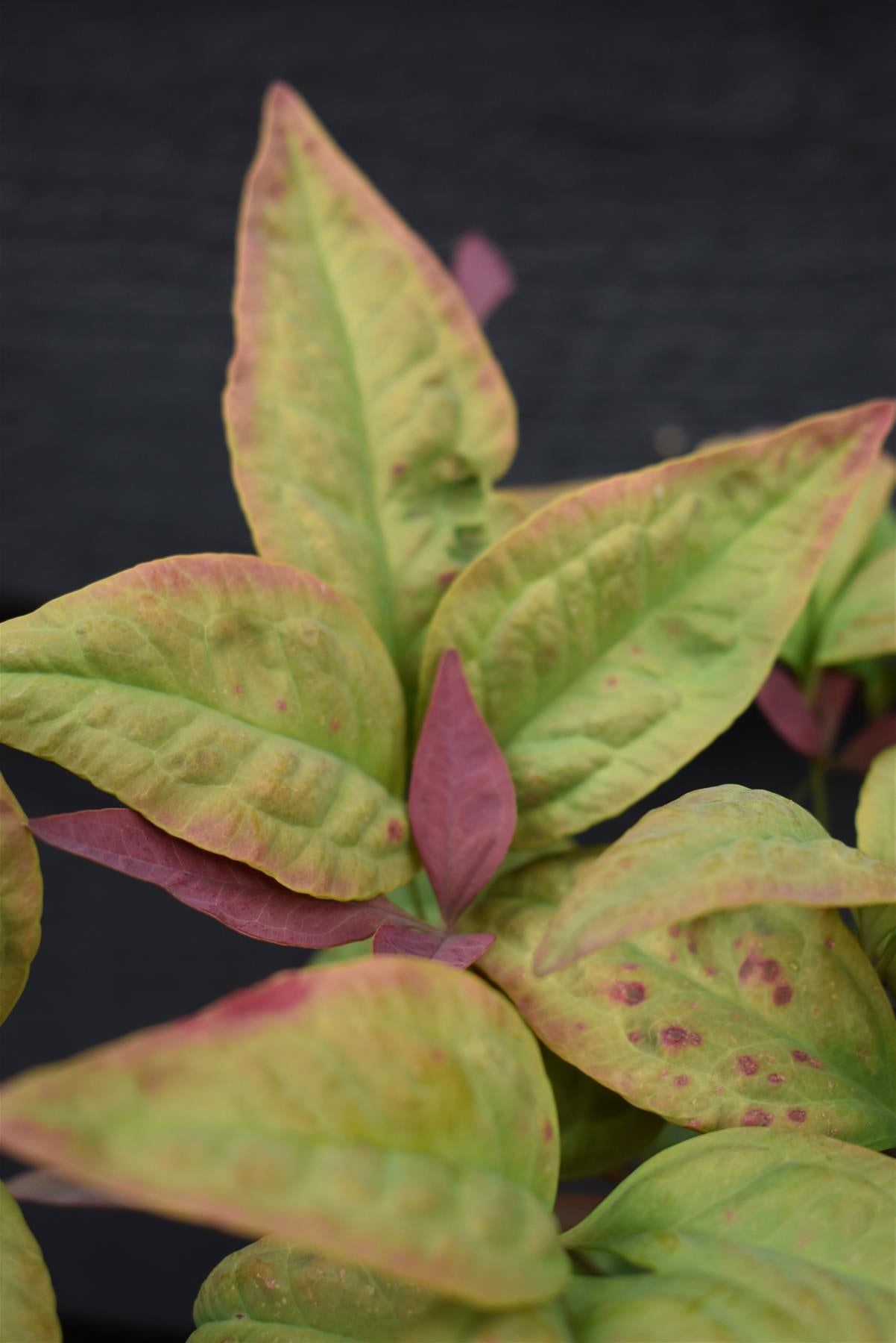 Nandina domestica Pink Blush - 20-40cm - 3lt