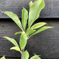 Magnolia Jane - 90-110cm, 5lt