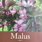 Crab apple | Malus toringo 'Aros'  - 100cm - 12lt