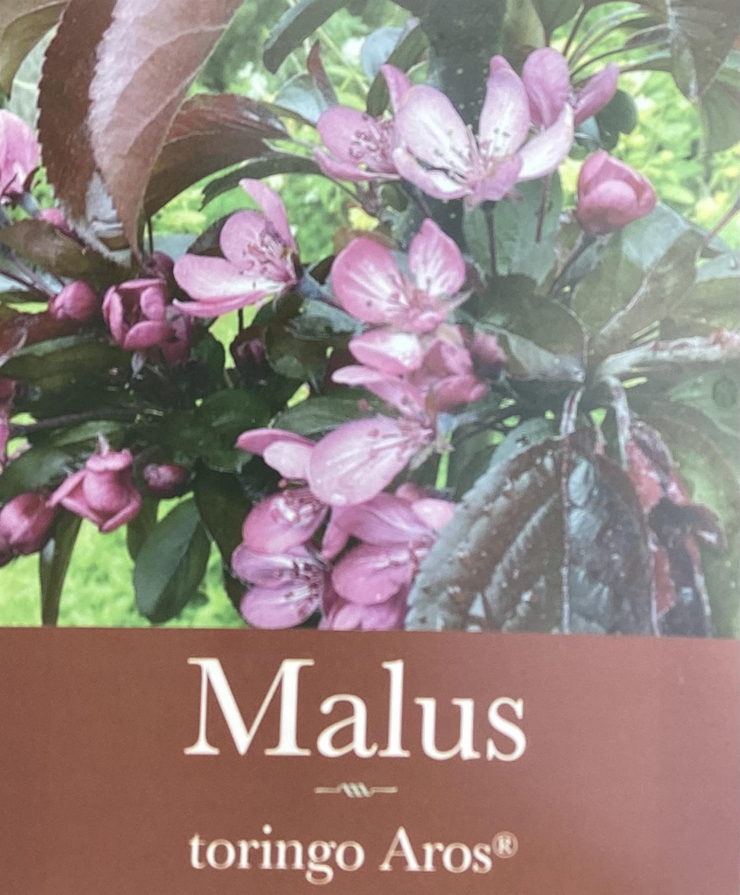 Crab apple | Malus toringo 'Aros'  - 100cm - 12lt