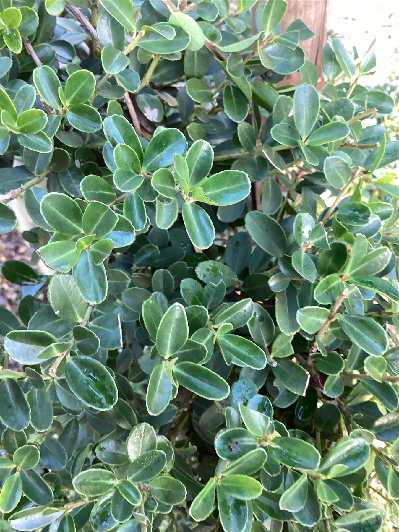 Ilex Glory Gem | Japanese holly - Bonsai - Cloud Tree - 210cm, 70lt