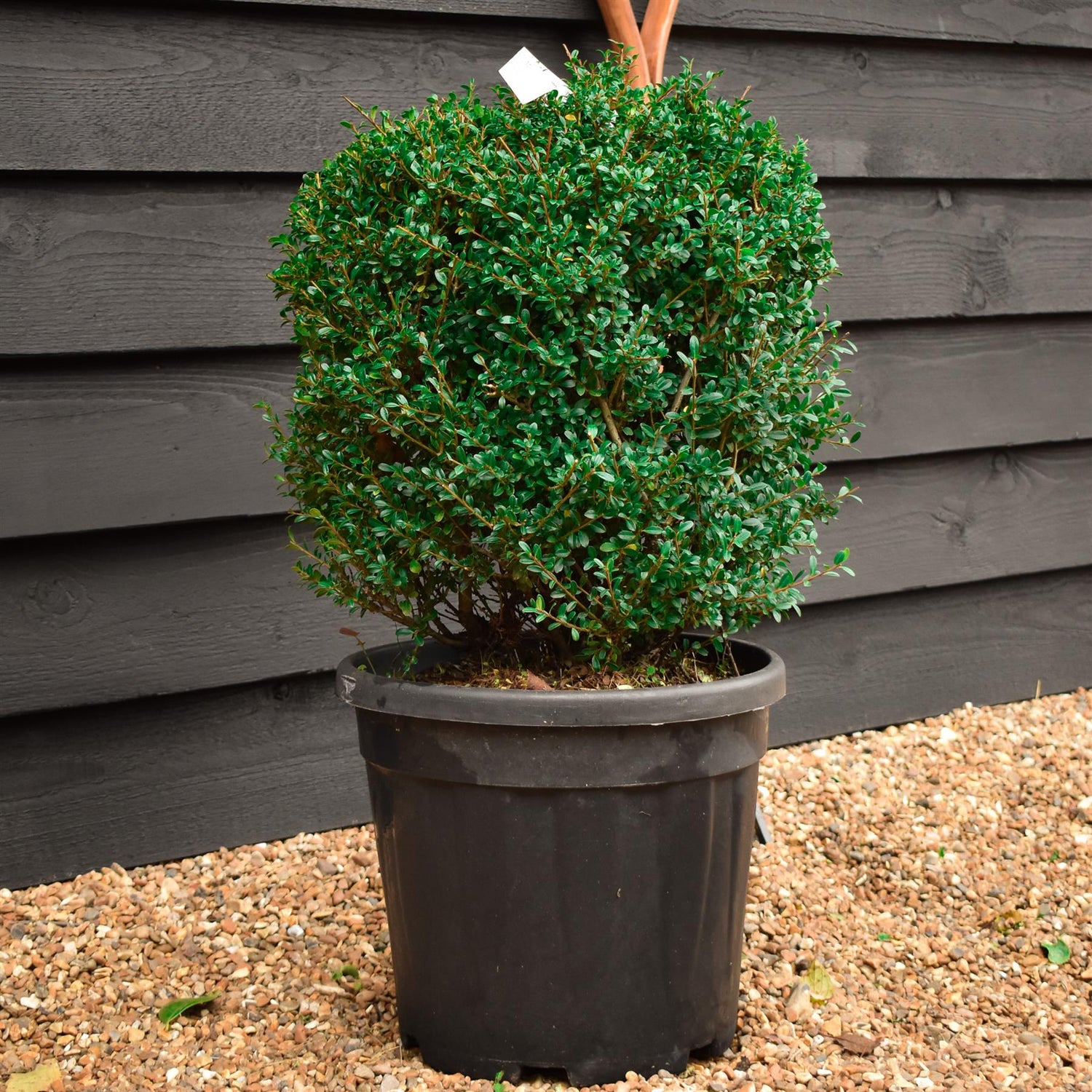 Ilex Crenata 'Stokes' - Ball - Width 40cm Height 40cm - 20lt